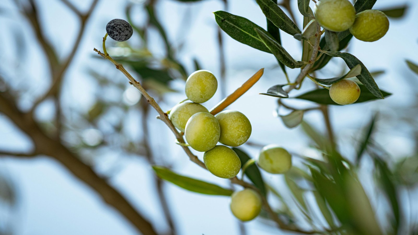 Olea europaea