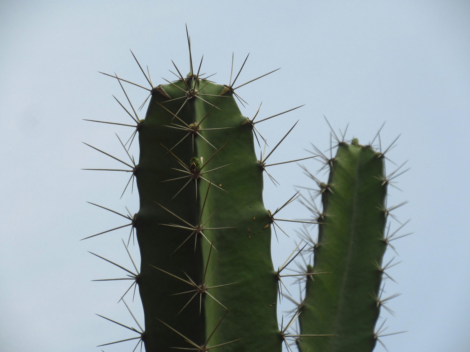 san pedro cactus